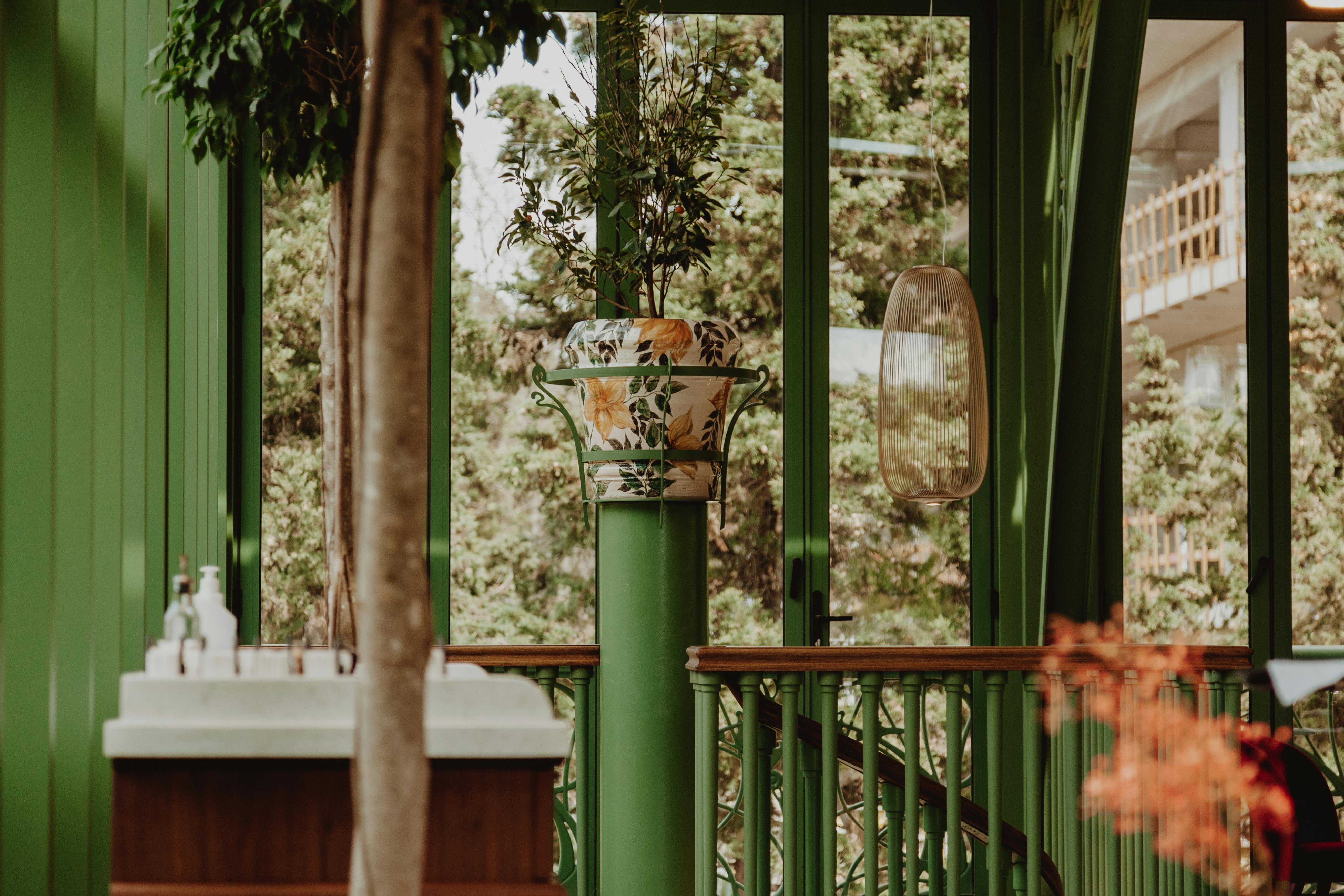 Plants near Windows · Free Stock Photo