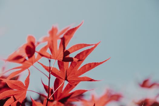 Close-up of vivid red maple leaves with a clear blue sky in the background. Summer vibes.