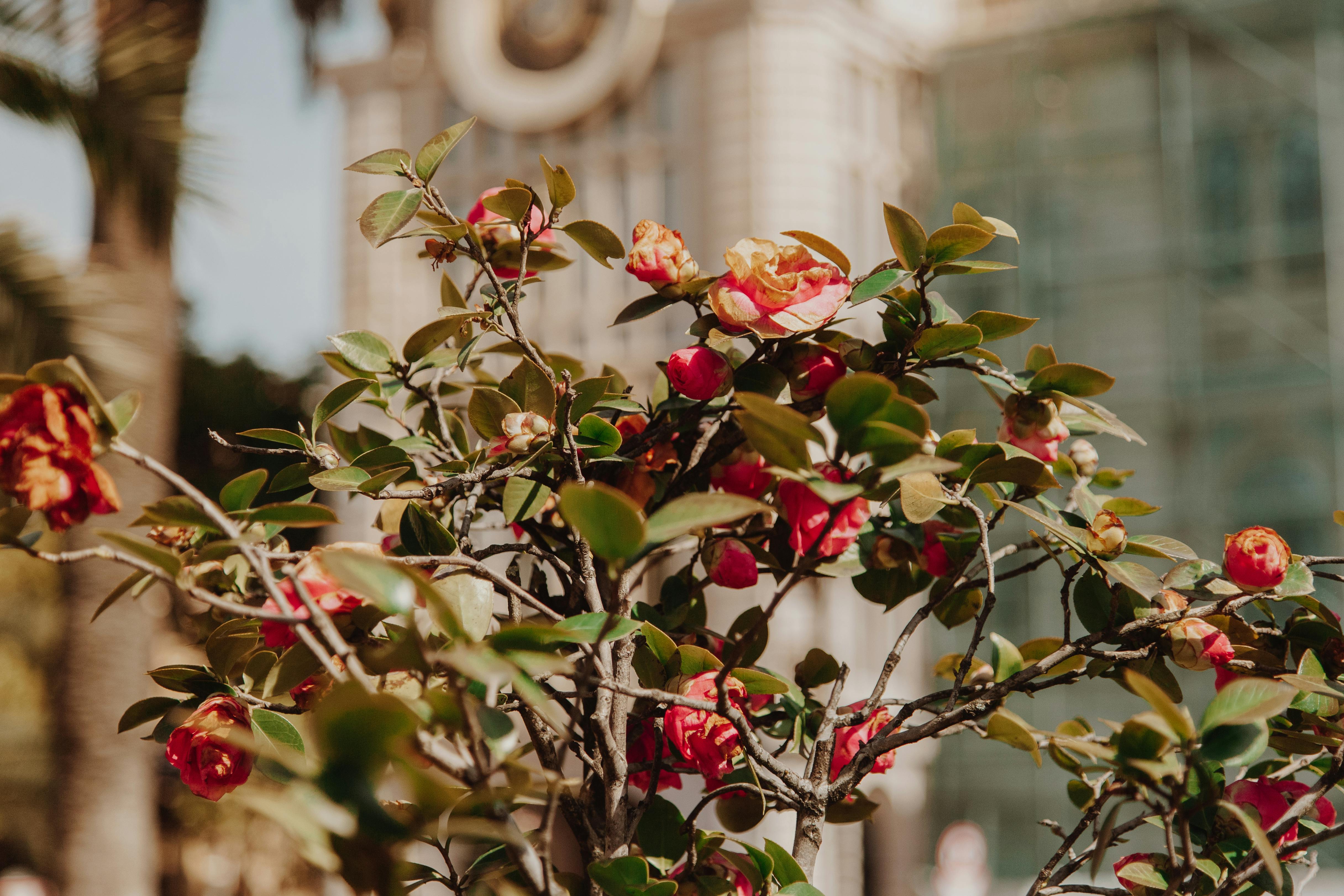 Integración de Plantas Aromáticas en Diseño de Paisajes Urbanos Sostenibles