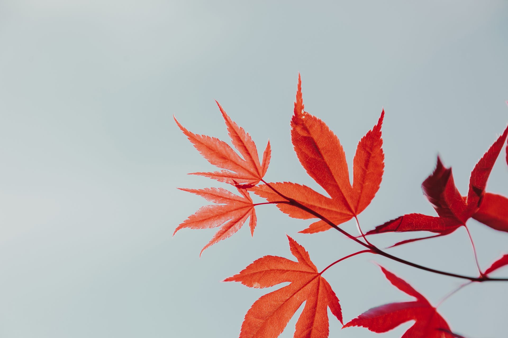 Vibrant red Japanese maple leaves on a branch against a light sky background.