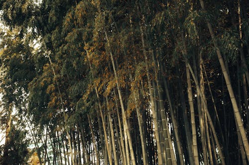 Základová fotografie zdarma na téma bambus, les, příroda