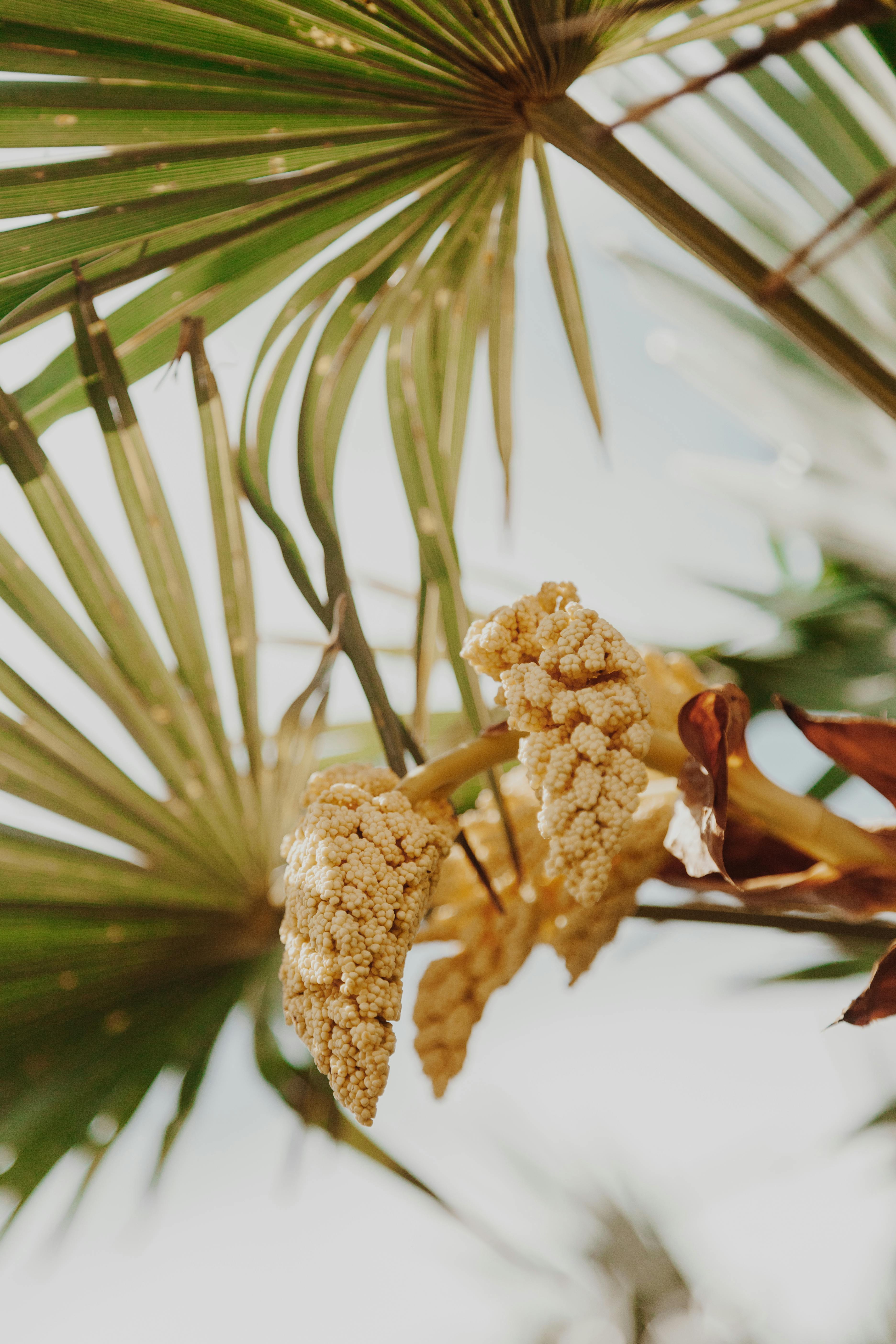 Close Up of Flowers on Palm Tree · Free Stock Photo