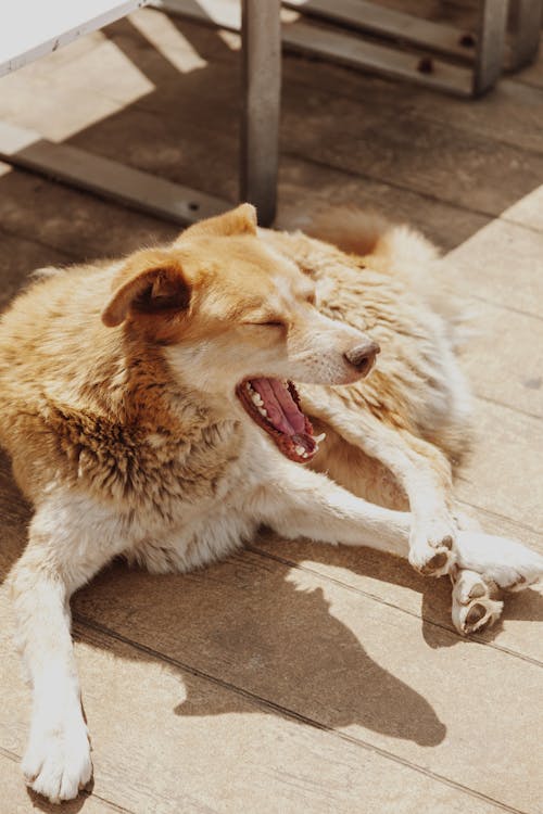 Foto profissional grátis de animal, animal de estimação, cachorro