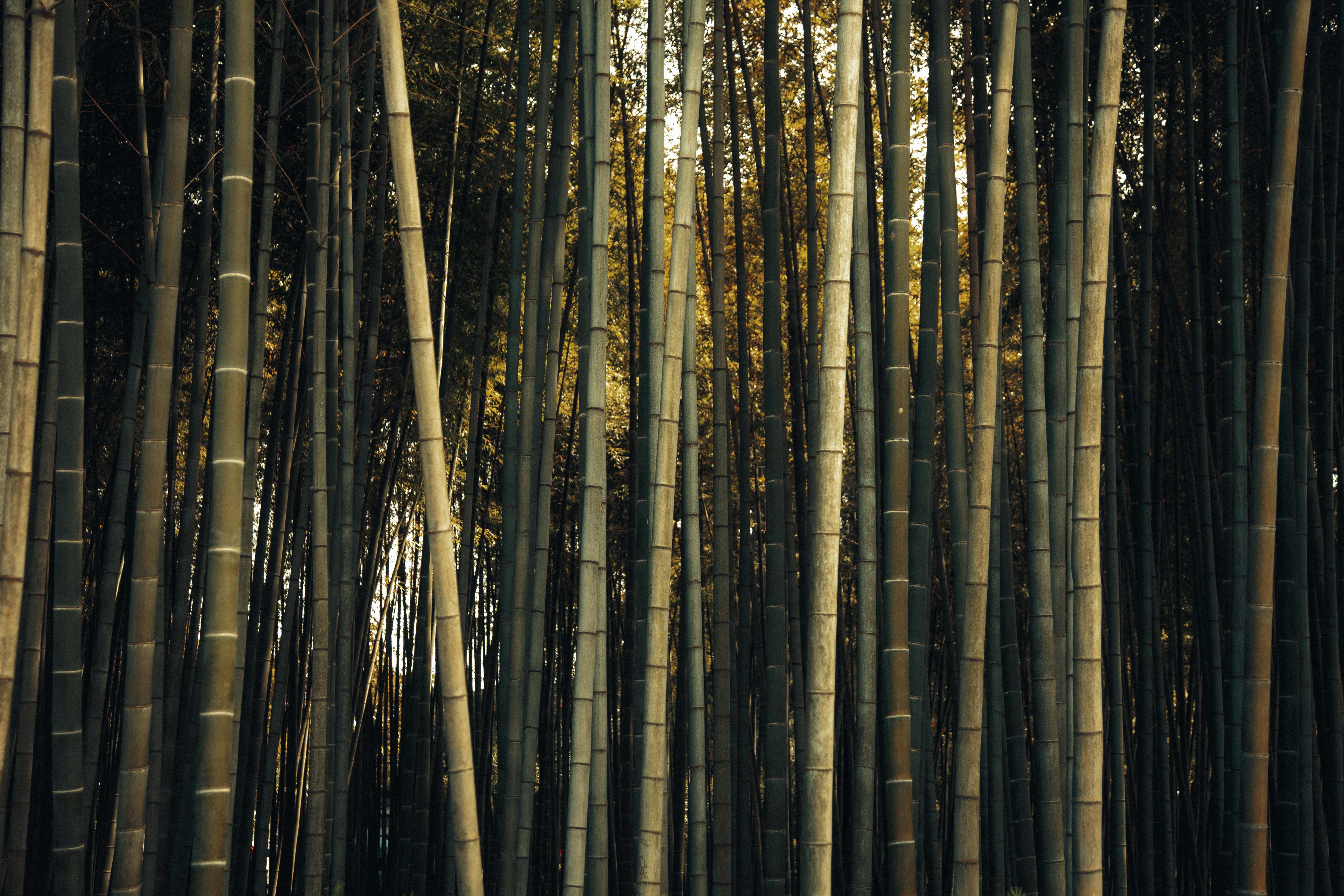 green japanese bamboo forest and growing oriental wallpaper natural bamboo  4681825 Stock Photo at Vecteezy