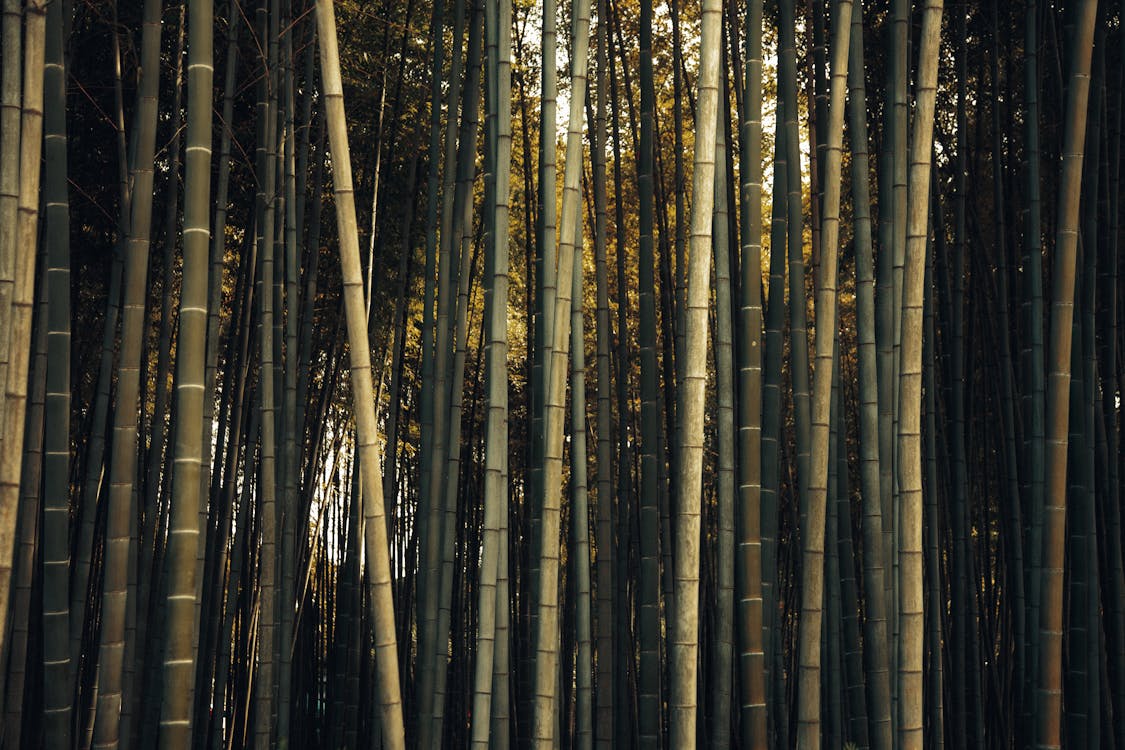 Photo of a Bamboo Forest · Free Stock Photo