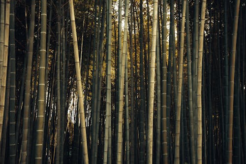 Photo of a Bamboo Forest