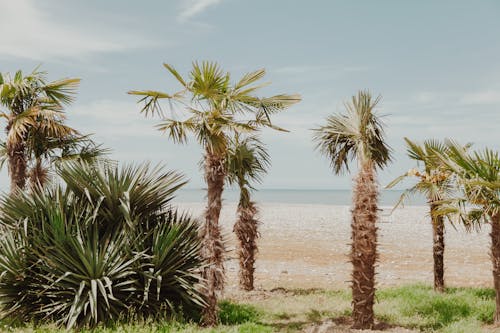 Palm Trees by the Ocean 