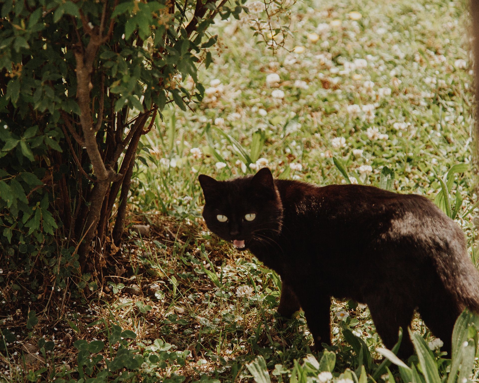 A Black Cat on the Grass