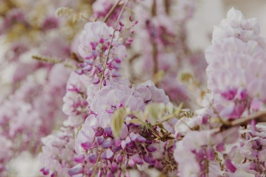pink wisteria flowers