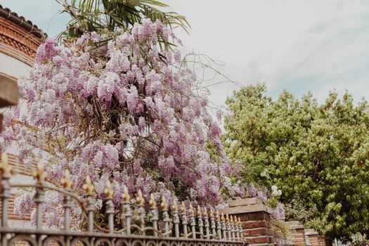 Pink and White Cherry Blossom Tree