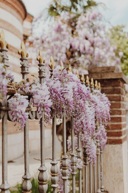 Free Elegant purple wisteria flowers gracefully drape over a classic metal fence, capturing a serene outdoor setting. Stock Photo