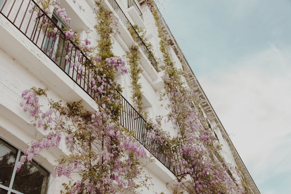 Beautiful ivy and blossoms adorn a white building's facade, captured from below.