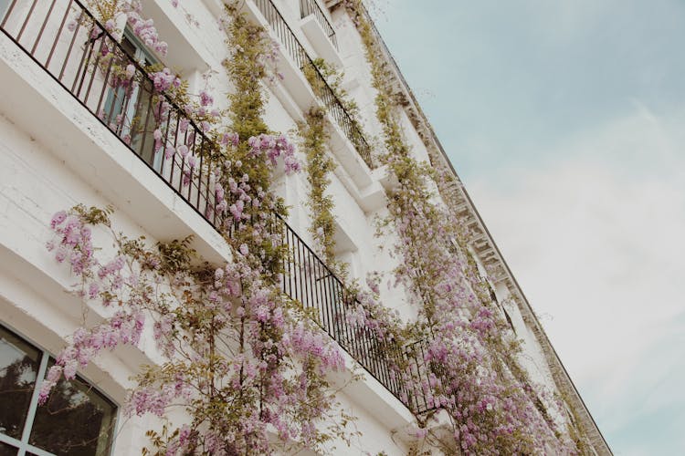 Ivy And Blossoms Over Building