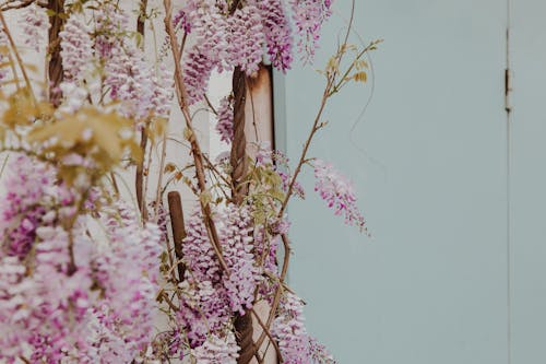 Foto profissional grátis de floração, flores lilás, fotografia de flores