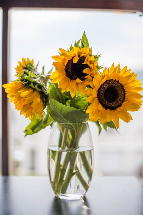 Close-Up Shot of Sunflowers in a Glass Vase