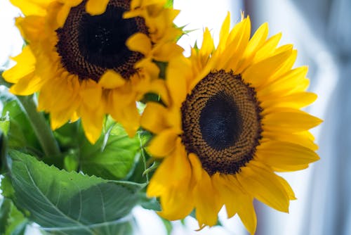 Free stock photo of close-up, flowers, flowers in vase