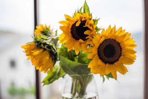 Fotobanka s bezplatnými fotkami na tému kvety, kvety vo váze, slnečnica