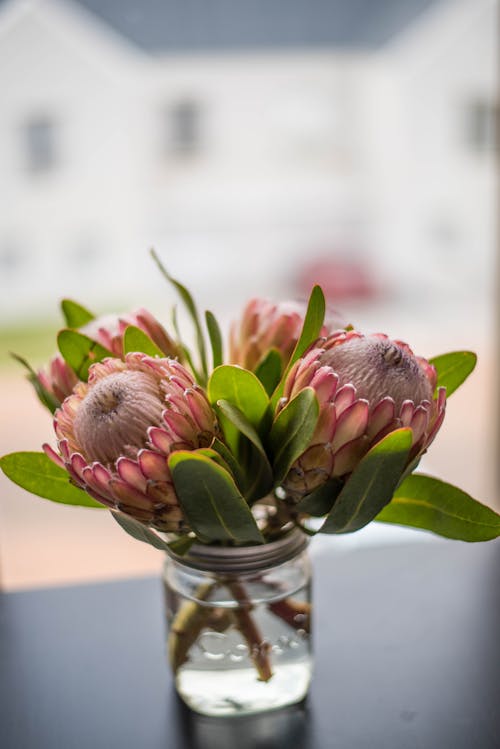 Gratis stockfoto met bloemen, bloemen in vaas, protea
