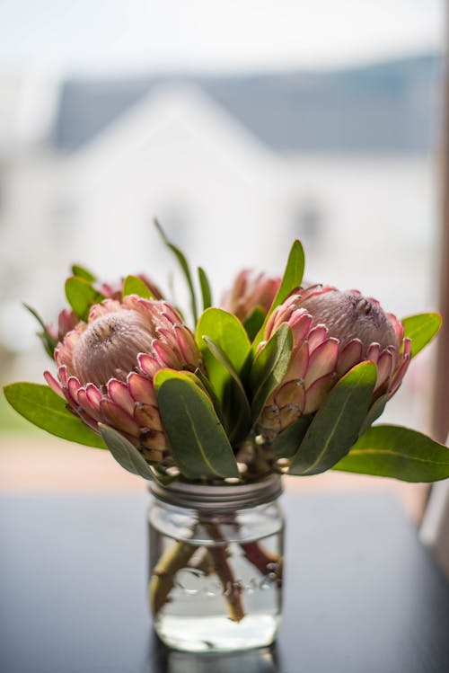 Close-Up Shot of Protea Flowers in a Glass Vase