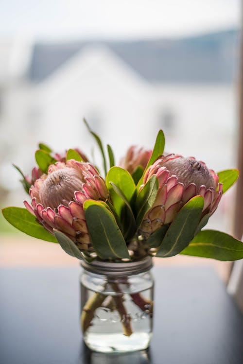 Gratis lagerfoto af blomsterarrangement, blomstermotiv, delikat