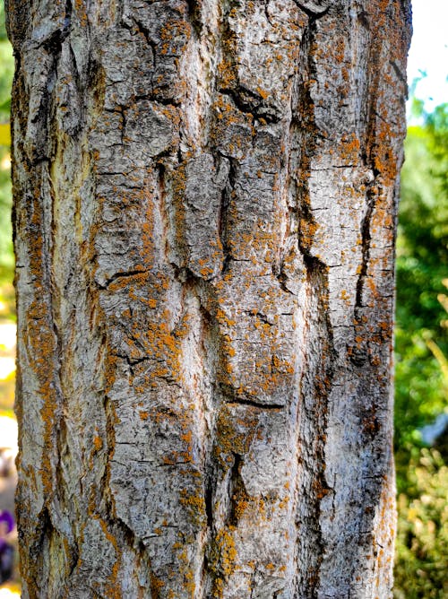 De franc Foto d'estoc gratuïta de escorça d'arbre, fusta, primer pla Foto d'estoc