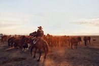 Back view of unrecognizable male riding horse while grazing herd of equines in vast valley at sunset