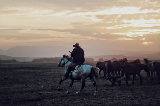 Cowboy in hat riding horse while grazing herd of equines in vast valley under cloudy sunset sky in countryside