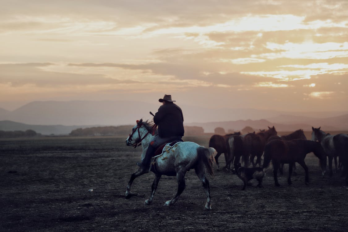 Free Cowboy in hat riding horse while grazing herd of equines in vast valley under cloudy sunset sky in countryside Stock Photo
