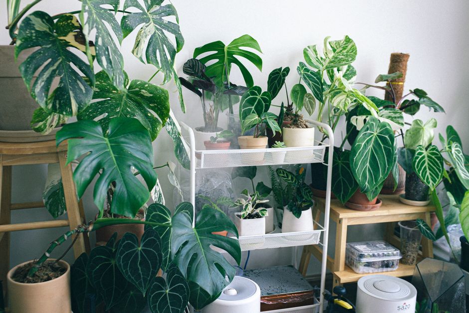 Ficus plant in modern interieur, helpt luchtvochtigheid verminderen. Ficus plant in modern interieur, helpt luchtvochtigheid verminderen.