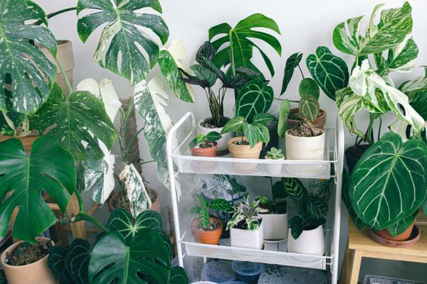 A collection of lush green indoor plants — photo by Huy Phan on Pexels
