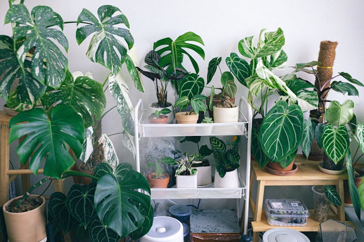 Indoor Plants Beside A White Wall