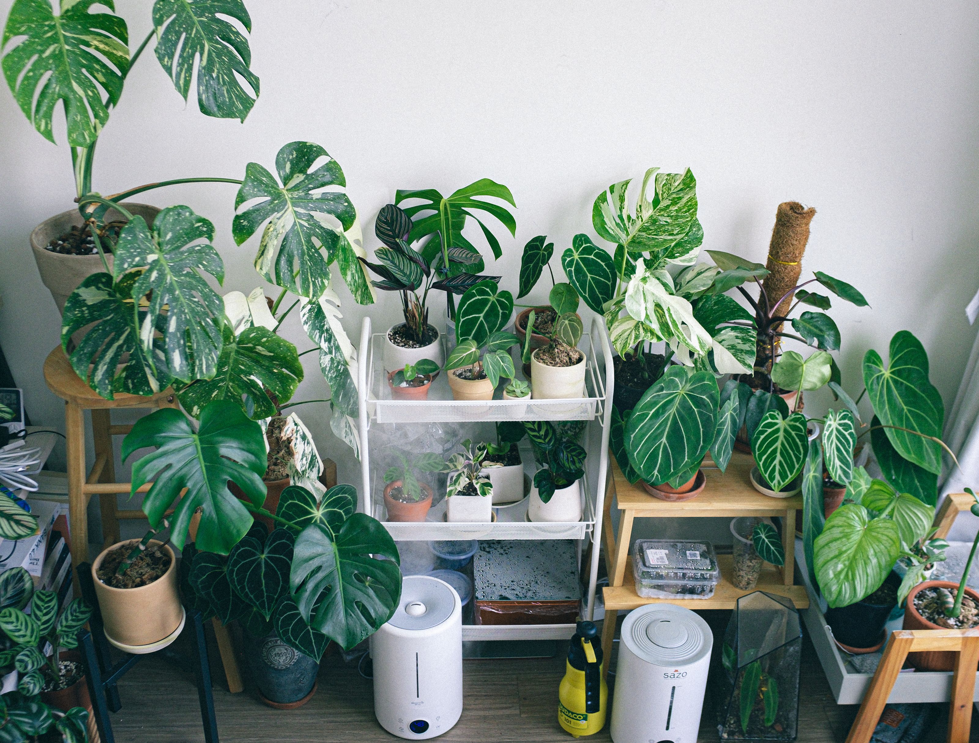 Houseplants with watering globes