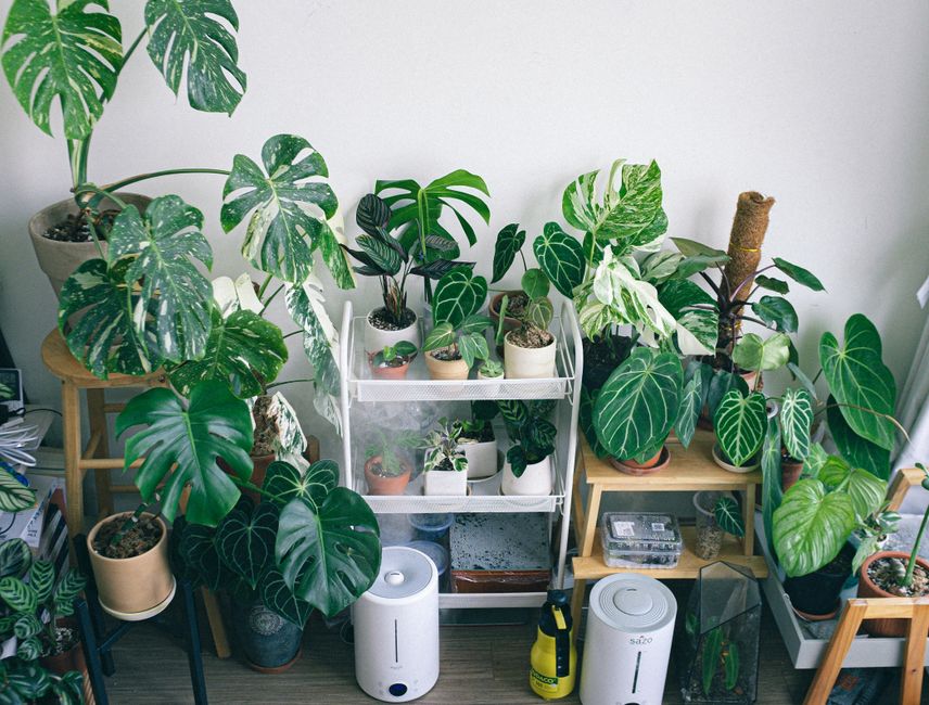 Grote palm in zonnige woonkamer, luchtvochtigheid verlagend. Grote palm in zonnige woonkamer, luchtvochtigheid verlagend.