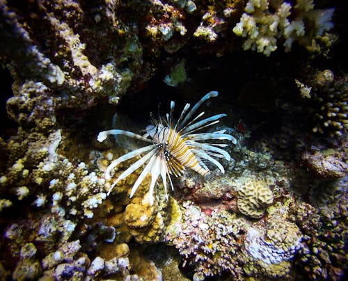 Fotos de stock gratuitas de acuario, acuático, arrecife de coral