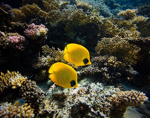 Безкоштовне стокове фото на тему «впритул, корал, морське дно»