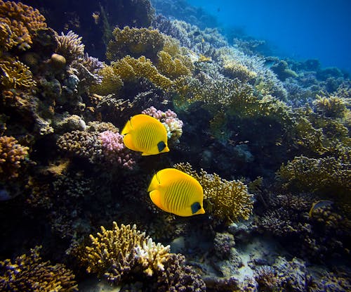бесплатная Бесплатное стоковое фото с беспозвоночный, водные животные, глубины океана Стоковое фото