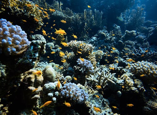 School of Fish Swimming Near the Coral Reef