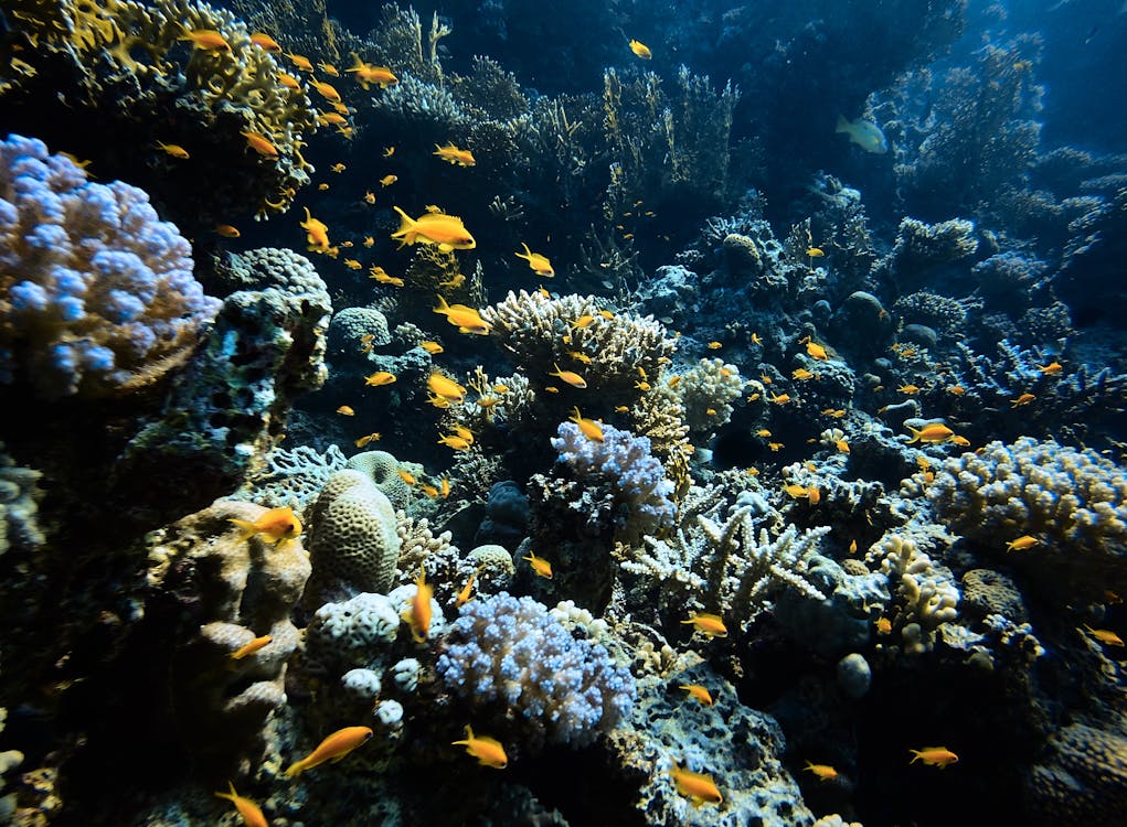Безкоштовне стокове фото на тему «глибокий океан, зграя риб, кораловий риф» стокове фото