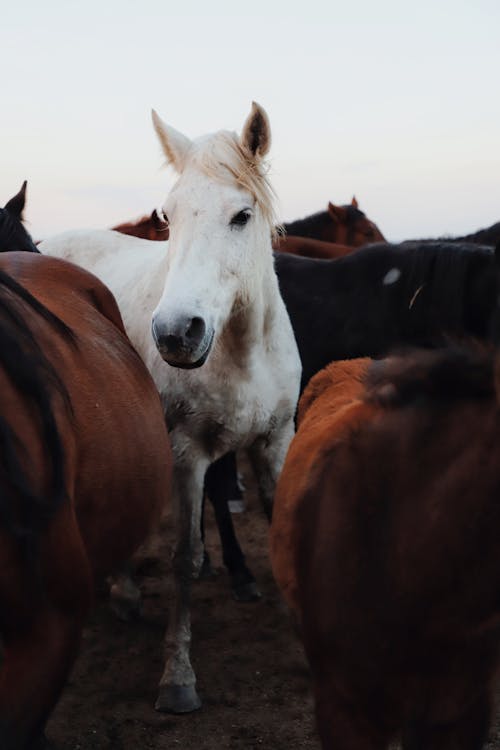 Free Close-Up Shot of Horses Stock Photo