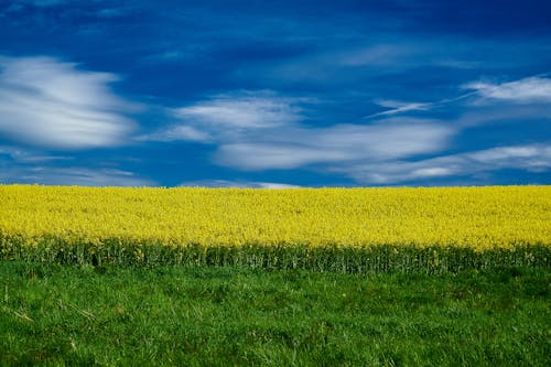 Gratis lagerfoto af bane, gule blomster, landskab
