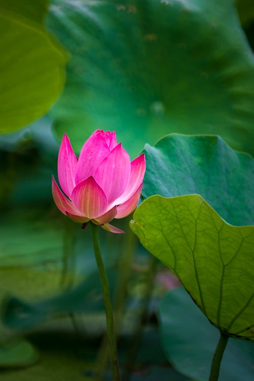 Foto d'estoc gratuïta de creixement, delicat, flor rosa