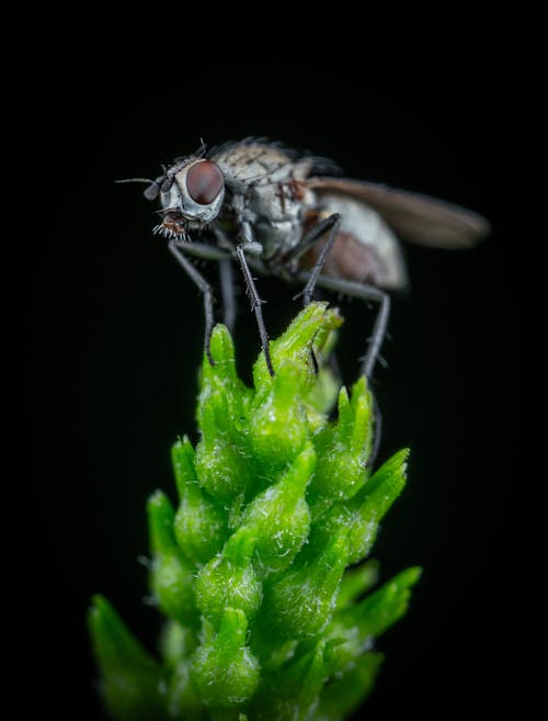 Macro Shot of a Fly on a Plant