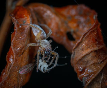Detailed macro shot of a spider capturing its prey amidst dried leaves.