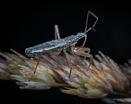 Close-up capture of a detailed insect perched on a plant stem, ideal for macro photography enthusiasts.