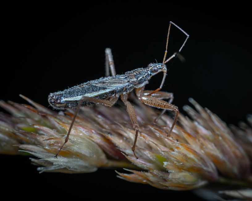 Close-up capture of a detailed insect perched on a plant stem, ideal for macro photography enthusiasts.