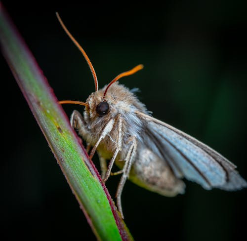 Close-Up Shot of a Moth on a Leaf