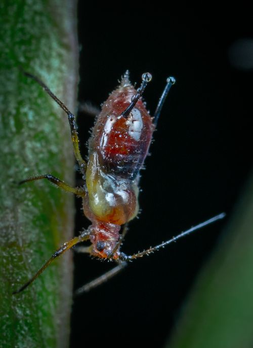 Free Detailed macro shot of an aphid on a leaf, highlighting the insect's features in a natural setting. Stock Photo