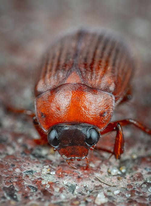 Macro Shot of a Bug 