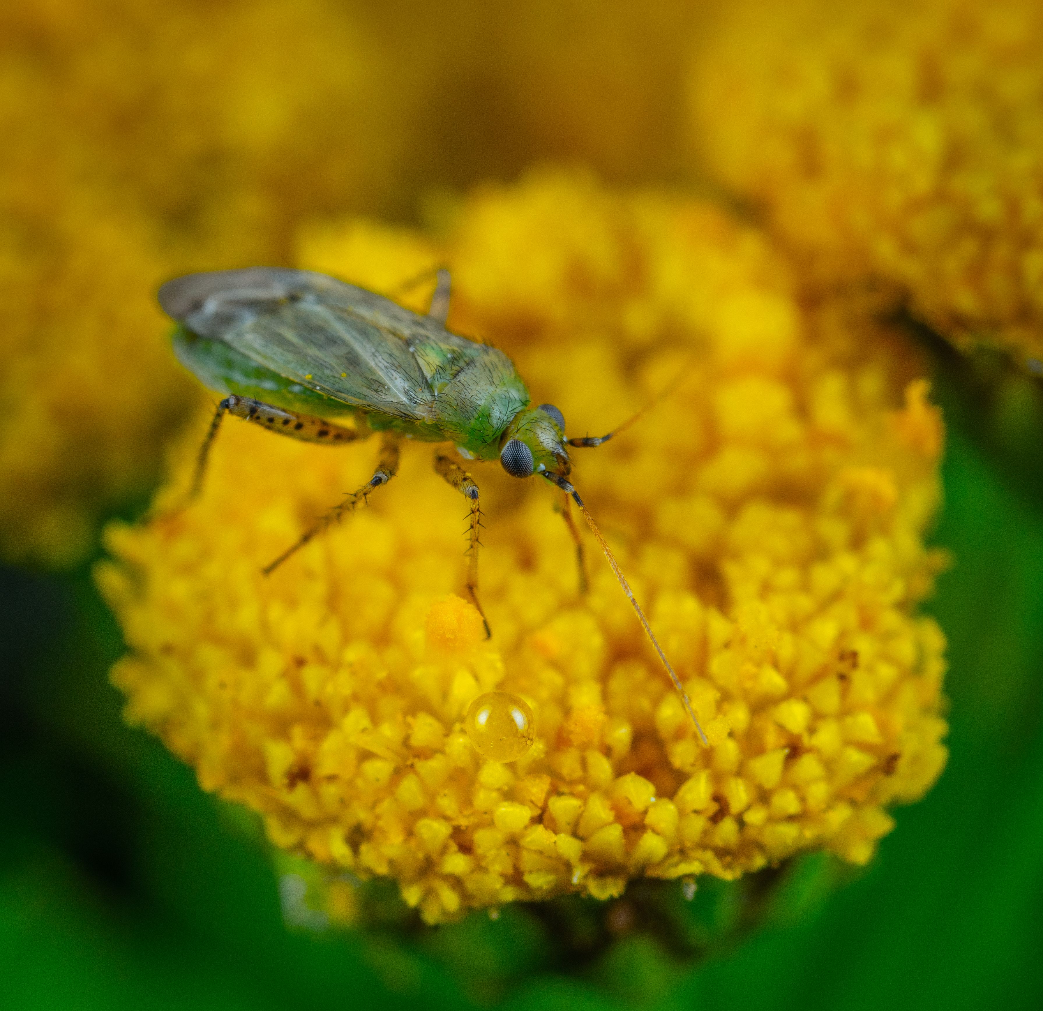 Green Insect on Yellow Flower · Free Stock Photo