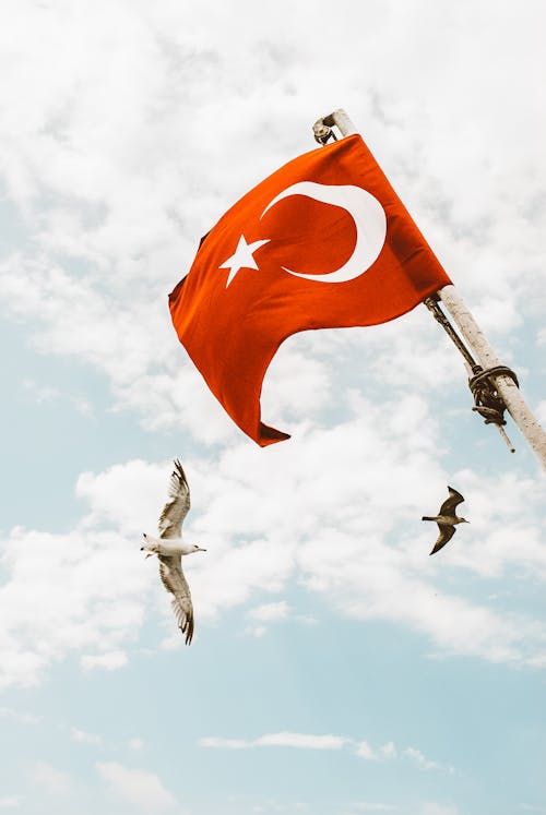 Birds Flying Around a Turkish Flag
